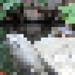 kame_thumb