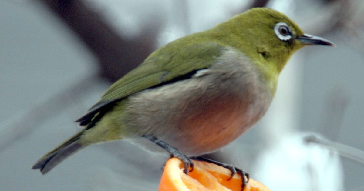 梅や桜の木にいるあの鳥はウグイスじゃない 頭ん中